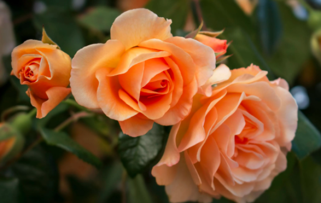 Cantik. Tapi menurut Feng Shui tanaman berduri tidak baik berada di dalam rumah/Foto: pexels.com